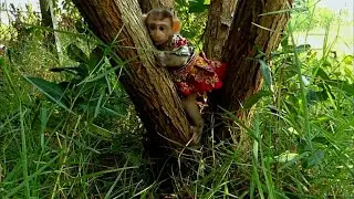 Baby monkey Monika started to go out and explore nature