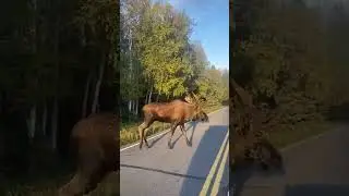 Да, это я! Похмелье после лося! | Приключения Охота Рыбалка Лось Олень