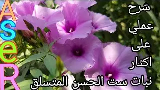 شرح عملي لاكثار نبات ست الحسن المتسلق