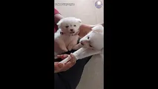 These Puppies Can't Wait to Try This 'Starter Food' | Wait Till You See These Puppies Try THIS!