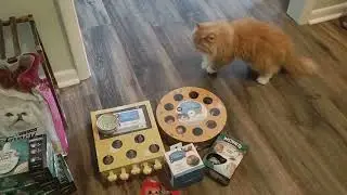 PetSmart Haul