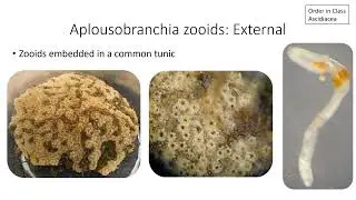 Orders in Class Ascidiacea
