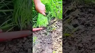 Hand Cutting Fresh Green Grass Seedlings Using Sharp Sickle
