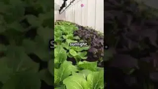 Best Vegetables to Grow Indoors This August! | rainy season vegetables to grow #garderningtips