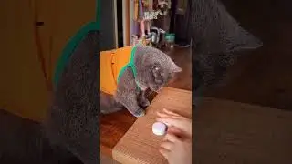 Вы не поверите, что эта кошка сделала! 😳🐱
