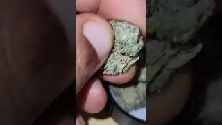 Umami Butter (Gelatti x Black Diamond X) cultivated by Maven Genetics