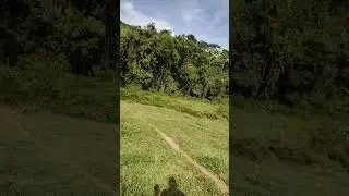 limpeza de pasto