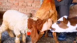 Cow and lamb baby drinking goat milk 
