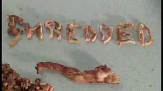 Shredded Bacon Intro