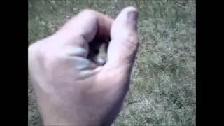 Released! Momma Merriam's Pocket Mouse - Wichita Falls Reptile Rescue