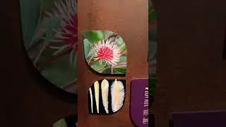 All about natives flowers,Visit Museum Perth Australia.
