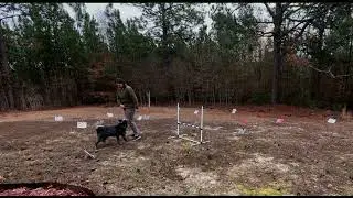 Cattle dog tries...AKC Rally Advanced Course 4