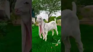 Pure Gulabi Goat Kid | Peaceful Farm Life Vibes 🐐🌿 #pure #gulabigoat #goat #kids #goatfarming