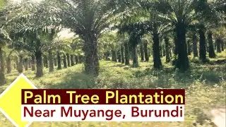Palm Tree Plantation Muyange, Burundi Countryside