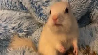 White chipmunks eating nuts and treats!