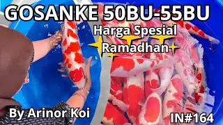 REVIEW GOSANKE SUPER QUALITY !!! HARGA START 300 RIBUAN!!! BODY TEBAL!!! BERGARANSI BY ARINOR KOI👍