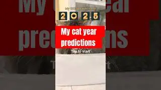 My cat year predictions #music #song #cat #cute #kitty #catlover #exotic #expressiveexotics #meme
