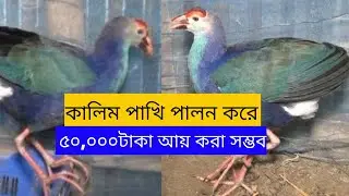 কালিম পাখির খামার কিভাবে তৈরি করবেন। এ সম্পর্কে খামারী নবিউল্লাহ ভাই এর আদ্যপান্ত বললেন।