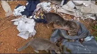 Found 12 Cats at a Garbage Dump 😿💔 | 8 Kittens & 4 Adult Cats Need Help