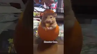 hamster core 🐹 | #animals #core #cute #funny #hamster #pov #viral