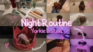 Luxury Teacup Yorkie Night Routine 🛁✨ Puppy Bath Time + Cozy Bedtime Prep 🐾💖