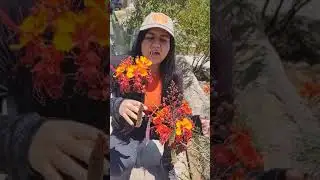 Chihuahuan Desert Mexican Bird of Paradise
