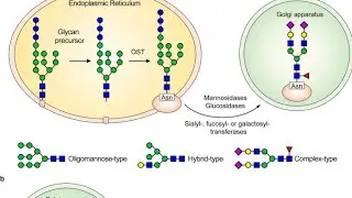 #Glycosylation, Co-and post translational modification of protein