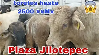 Plaza Ganadera / jilotepec de Molina / becerros desde 2500 pesitos Mexicanos
