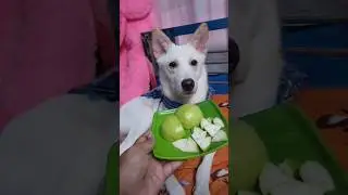 Dog eat Guava 😋|#dog #puppy #pets #doglover #food #shorts #viral #youtubeshorts #trend #baby #health