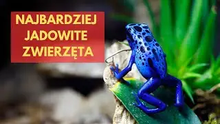 Najbardziej jadowite zwierzęta &ndash; Piękno, kt&oacute;re zabija!