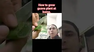 how to grow guava plant at home.#garden#gardening#plant#seeds#fruits#vegetables #gardentips#viral