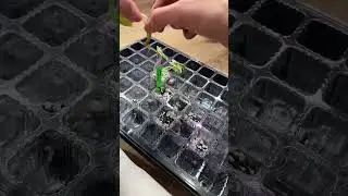 Best Seed Starting Kit 🔆 Full Spectrum LED Grow Light for Seedlings#plantcare #plants #gardening
