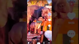 How Hackers Hack TikTok Accounts in 2023 | TikTok Hacking Tool Exposed!