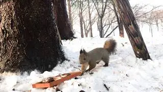 It had been sleet since morning, and the squirrels were soaked.