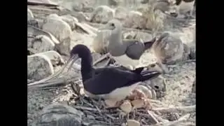 Booby Birds vs. Crab (EARRAPE)