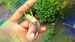 Unbelievable! Do grasshoppers bite?