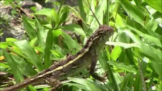 A Gecko in the grass