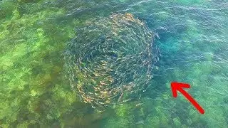 SALMON SCHOOLS on Adelaide Coastline! (DRONE FOOTAGE)