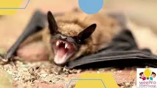 Science Story - 3 : How do Bats Navigate their path although they cant see obstacles?