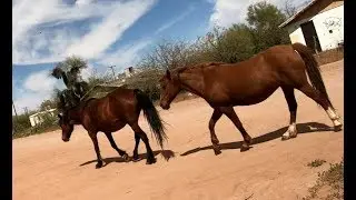 Horses for Sells, Arizona, Tohono O'odham Nation, Indian Route 19, Pony Guides, 4 April 2019