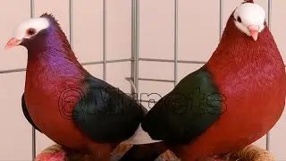 Beautiful Fancy Pigeons: Best Breeds & Farm Footage Compilation (Bird Video) 