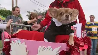 Krewe de Paws of Olde Towne parade canceled in Slidell