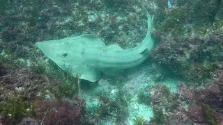 Scuba Diving Catalina Island, Shovelhead Guitarfish, Pacific Star Dive boat