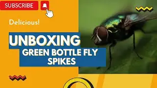 Unboxing Josh's Frogs Green Bottle Fly Spikes - Info on Feeding & Storage [Delicious & Nutritious]