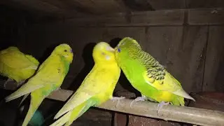 Live Australian Birds & Parrots | Amazing Colors & Sounds