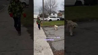 Pets in Canada 🇨🇦 who has  more  rights 😅  #pets #petsincanada #canada #dailycanada #wildcanada