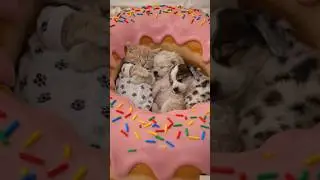 The bed transforms into a giant donut with colorful sprinkles. #viral #funny #fyp