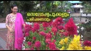 പൂന്തോട്ടത്തിന്  അലങ്കാരമായി സെലോഷ്യ