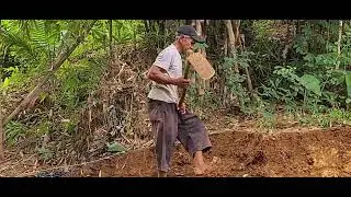 From Tree to Hand: Crystal Guava Harvesting #RuralAgriculture #TraditionalFarming