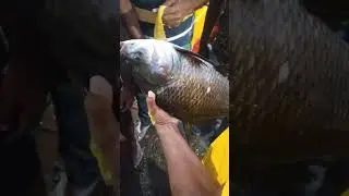 | village fishing life | katla mach | sundorbon vlog | howr fish |
